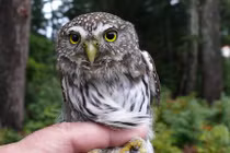 Chân dung những "người đẹp" trong thế giới loài cú