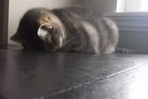 Chết cười xem mèo mê ngủ quên trời đất 