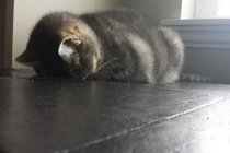 Chết cười xem mèo mê ngủ quên trời đất 