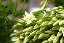 Những điều ít người biết về loài hoa loa kèn tuyệt đẹp