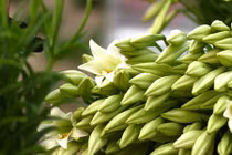 Những điều ít người biết về loài hoa loa kèn tuyệt đẹp