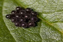 Rùng mình xem các ổ trứng côn trùng kỳ dị nhất 