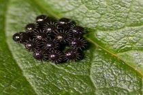 Rùng mình xem các ổ trứng côn trùng kỳ dị nhất 