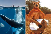 Tận mắt ngắm những động vật lớn nhất Trái đất đang tồn tại