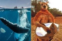 Tận mắt ngắm những động vật lớn nhất Trái đất đang tồn tại