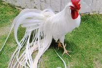 Ngắm dàn gà cảnh của giới siêu giàu Việt đang “làm mưa làm gió” 