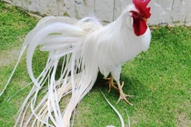 Ngắm dàn gà cảnh của giới siêu giàu Việt đang “làm mưa làm gió” 