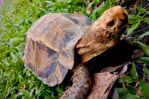 Rùa trán vàng vừa được giải cứu ở Hà Tĩnh quý hiếm cỡ nào?