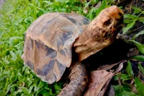 Rùa trán vàng vừa được giải cứu ở Hà Tĩnh quý hiếm cỡ nào?