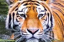 Loài hổ Bengal bị đe dọa sao nếu nước biển đột ngột dâng cao? 