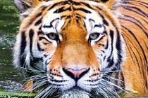 Loài hổ Bengal bị đe dọa sao nếu nước biển đột ngột dâng cao? 