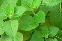 Sự thật thú vị về cây húng chanh 