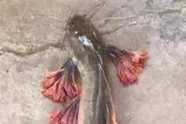 Điểm các động vật đột biến kinh dị nhất 2018 ở Việt Nam