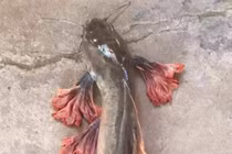 Điểm các động vật đột biến kinh dị nhất 2018 ở Việt Nam