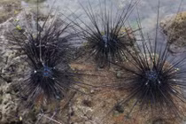 Sự thật thú vị ít biết về “nhân sâm của biển“