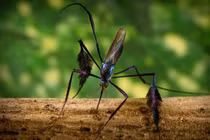 Tận mục loài muỗi xinh đẹp nhất thế giới