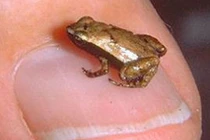 Khám phá loài ếch kỳ dị có khả năng nghe bằng miệng 