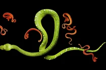 Vẻ đẹp chết người của những loài rắn cực độc