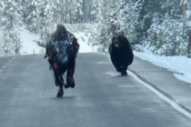  Nín thở xem gấu truy sát bò rừng trên đường cao tốc 