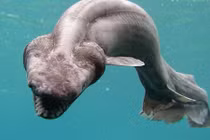 Bí ẩn loài cá mập được xem là trở về từ địa ngục