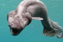 Bí ẩn loài cá mập được xem là trở về từ địa ngục