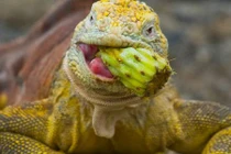 Sự thật thú vị về loài kỳ nhông ít ai biết