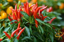 Khám phá “rùng mình” về ớt mắt chim, cay nhất thế giới