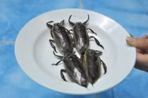 Bất ngờ ít biết về sơn hào hải vị mang tên cà cuống 