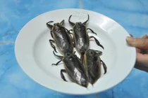 Bất ngờ ít biết về sơn hào hải vị mang tên cà cuống 