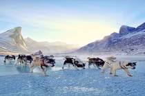 Cặp đôi kỳ lạ khám phá Bắc Cực bằng xe trượt tuyết 