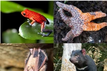 Chết khiếp những căn bệnh bí ẩn ở động vật hoang dã