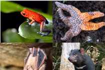 Chết khiếp những căn bệnh bí ẩn ở động vật hoang dã