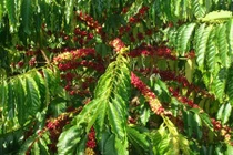 Khám phá thú vị giống cà phê vối, trồng nhiều ở VN