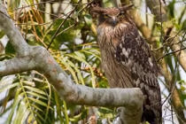 Khám phá bất ngờ loài dù dì phương Đông quý hiếm ở VN