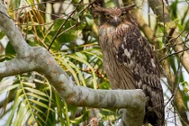 Khám phá bất ngờ loài dù dì phương Đông quý hiếm ở VN