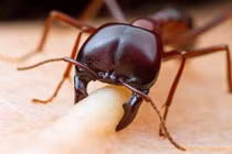 10 lý do biến kiến quân đội thành ác mộng 