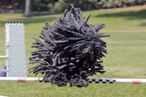 Những “quái vật” điển hình của sai lầm tiến hóa tự nhiên 