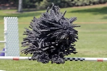 Những “quái vật” điển hình của sai lầm tiến hóa tự nhiên 