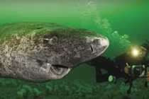 Video: Cận cảnh con cá mập 512 tuổi cực khỏe mạnh