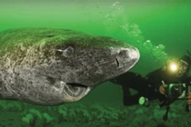 Video: Cận cảnh con cá mập 512 tuổi cực khỏe mạnh