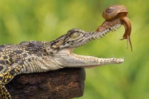 Những khám phá gây sốc về cá sấu ít người biết