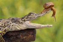 Những khám phá gây sốc về cá sấu ít người biết