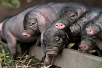 Độc đáo lợn mặt nhăn đen xì, trông như “đau khổ” nhất thế giới 