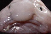 12 loài động vật xấu xí có nguy cơ tuyệt chủng