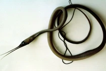 Loài cá kỳ dị có mỏ giống chim, hậu môn nằm ở... cổ họng