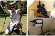 Trai trẻ bắt hơn 600 con rắn, bị cắn 100 lần