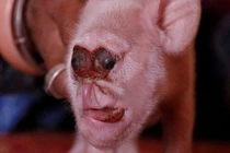 Điểm những trường hợp lợn đột biến quái dị nhất hành tinh