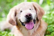 Chú chó mù đem lại nụ cười cho người khuyết tật