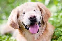 Chú chó mù đem lại nụ cười cho người khuyết tật