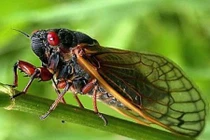 Điểm danh những động vật “to mồm” nhất thế giới